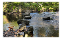 A Teign Valley Walk