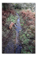 Bridle Path