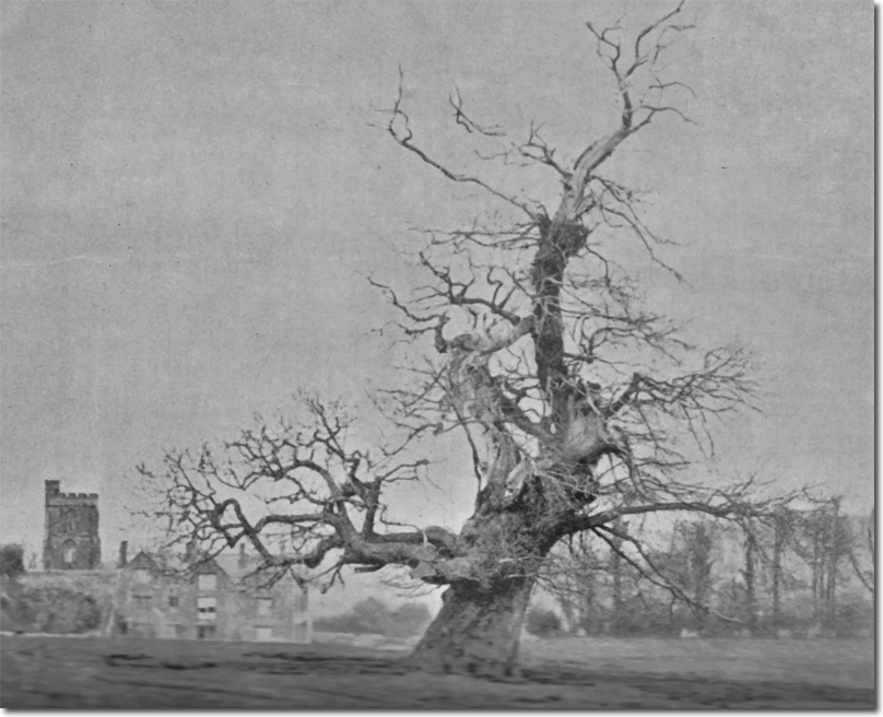 Monmouth Tree