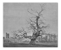 Monmouth Tree