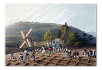 Plantations: Industrialising Nature