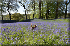 Among the Bluebells: Blackbury Camp, Wiscombe Park and Southleigh