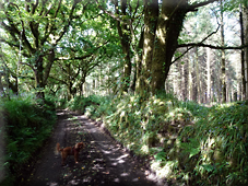Upton Castle to Nine Stones: Changing Land Use in the Upper Lynher Valley